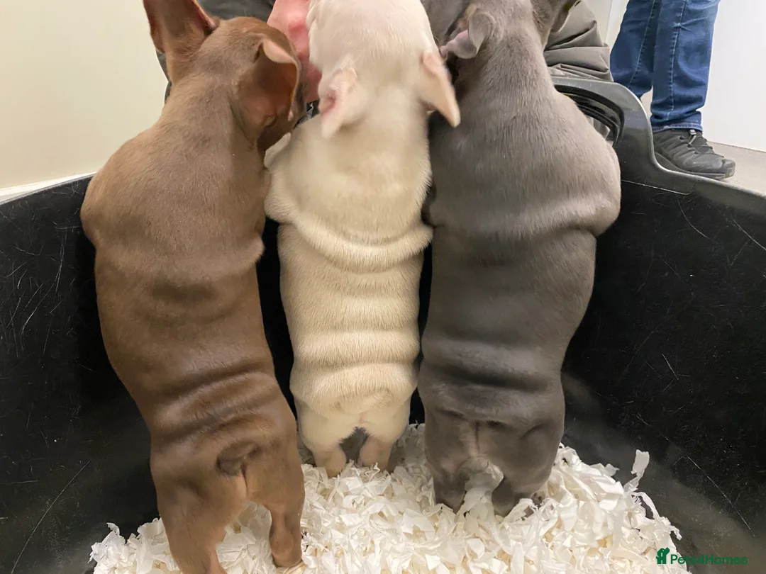 French Bulldog dogs for stud: ISABELLA NEWSHADE AND TAN CREAM CARRIER STUD in Boston - Advert 15