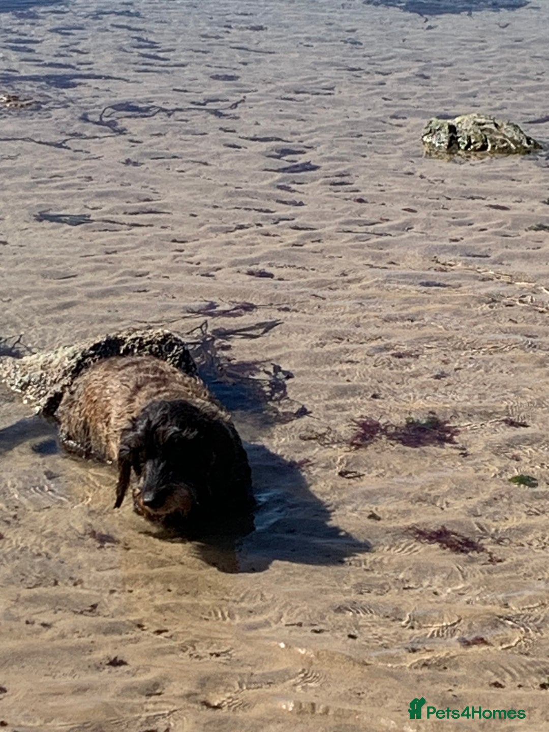 Dachshund dogs for sale: Standard wirehaired dachshund  - Advert 2