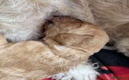 Mixed Breed dogs for sale: Multi generational goldendoodle puppies - Image 9
