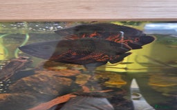 Cichlids fish for sale: Oscars/cichlids - Image 5