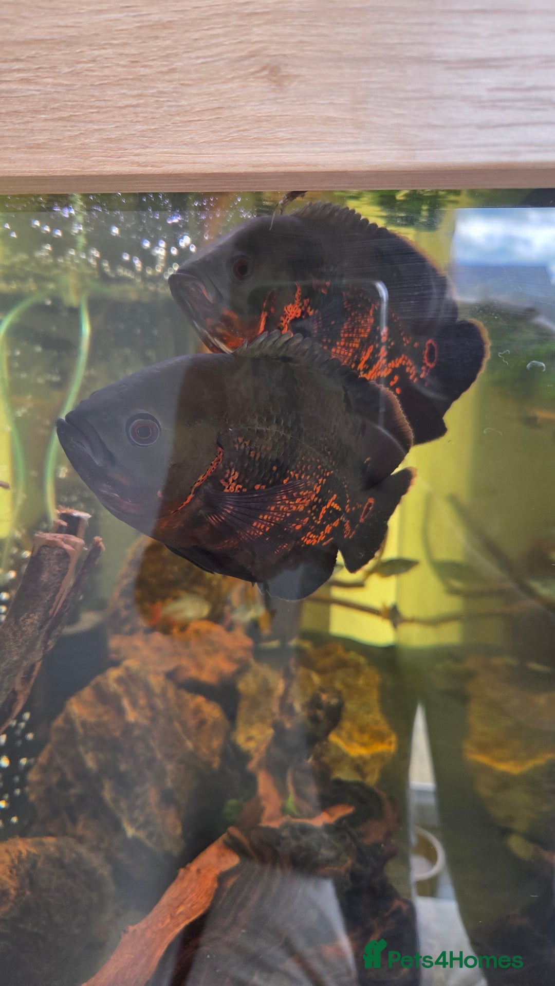 Cichlids fish for sale: Oscars/cichlids - Image 5