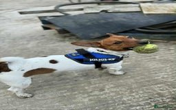 Jack Russell dogs for sale: ONLY 4 BEAUTIFUL BOYS LEFT- SMALL JACK RUSSELS - Advert 11