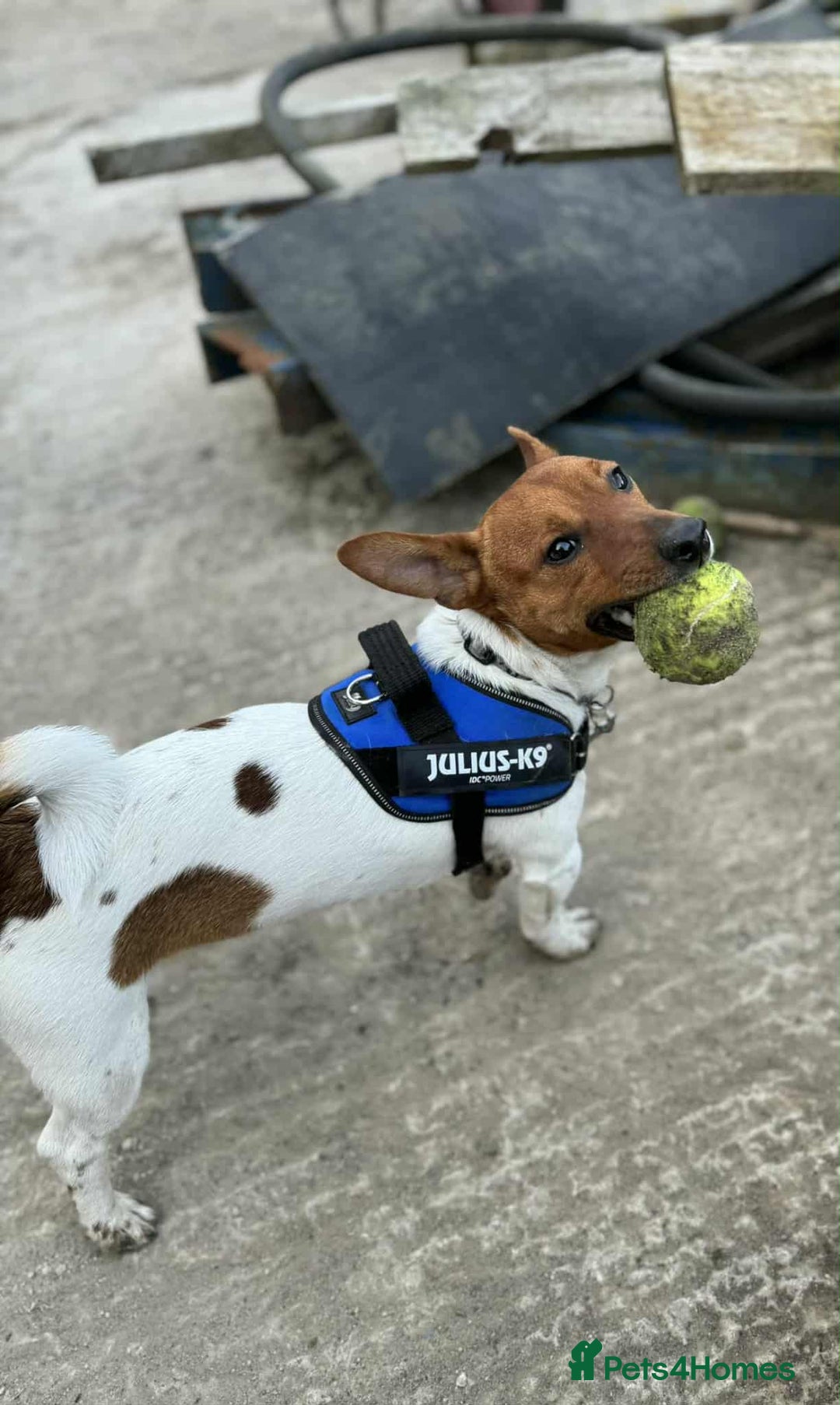 Jack Russell dogs for sale: ONLY 4 BEAUTIFUL BOYS LEFT- SMALL JACK RUSSELS - Advert 11