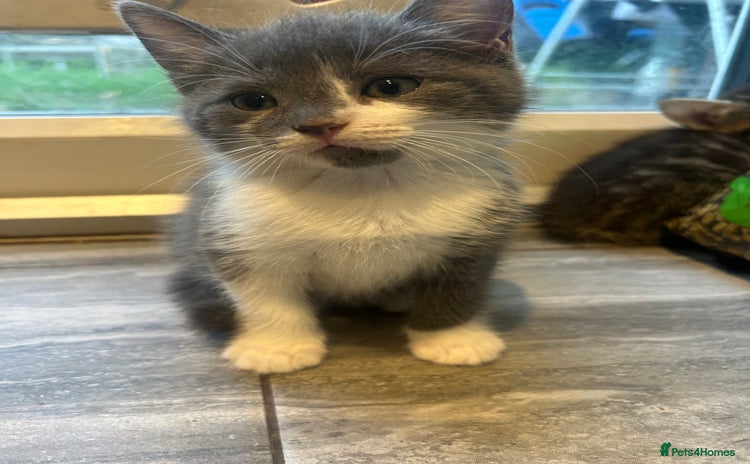 Mixed Breed cats - Advert 15