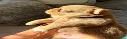 Chihuahua dogs for sale: Stunning Thai chihuahua puppies  - Advert 22