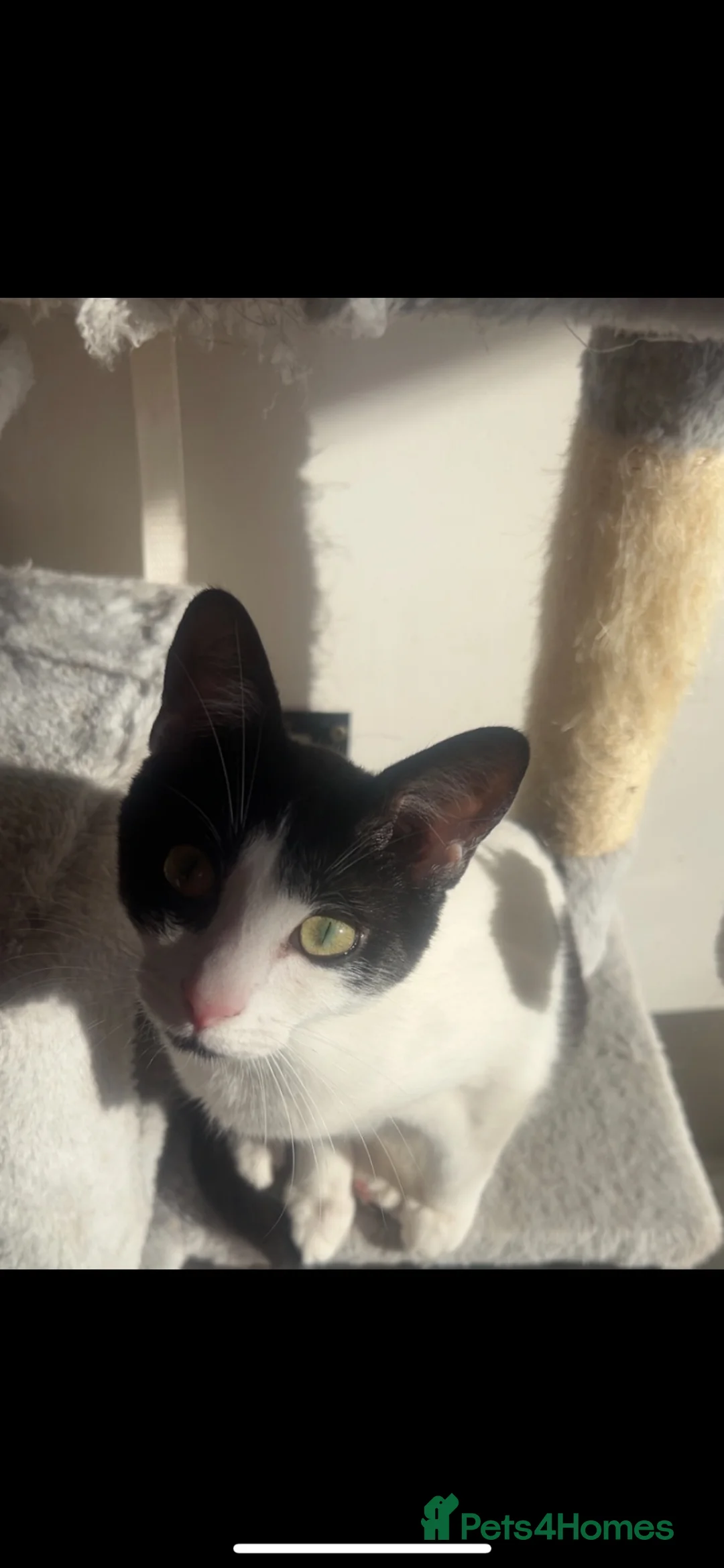 Mixed Breed cats for sale: 3 beautiful babies  - Advert 2