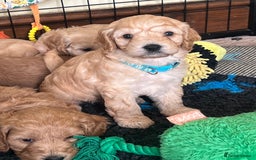 Cockapoo dogs for sale: 🐾 WAITING LISTS OPEN FOR F1 COCKAPOOS 🐾 - Image 15
