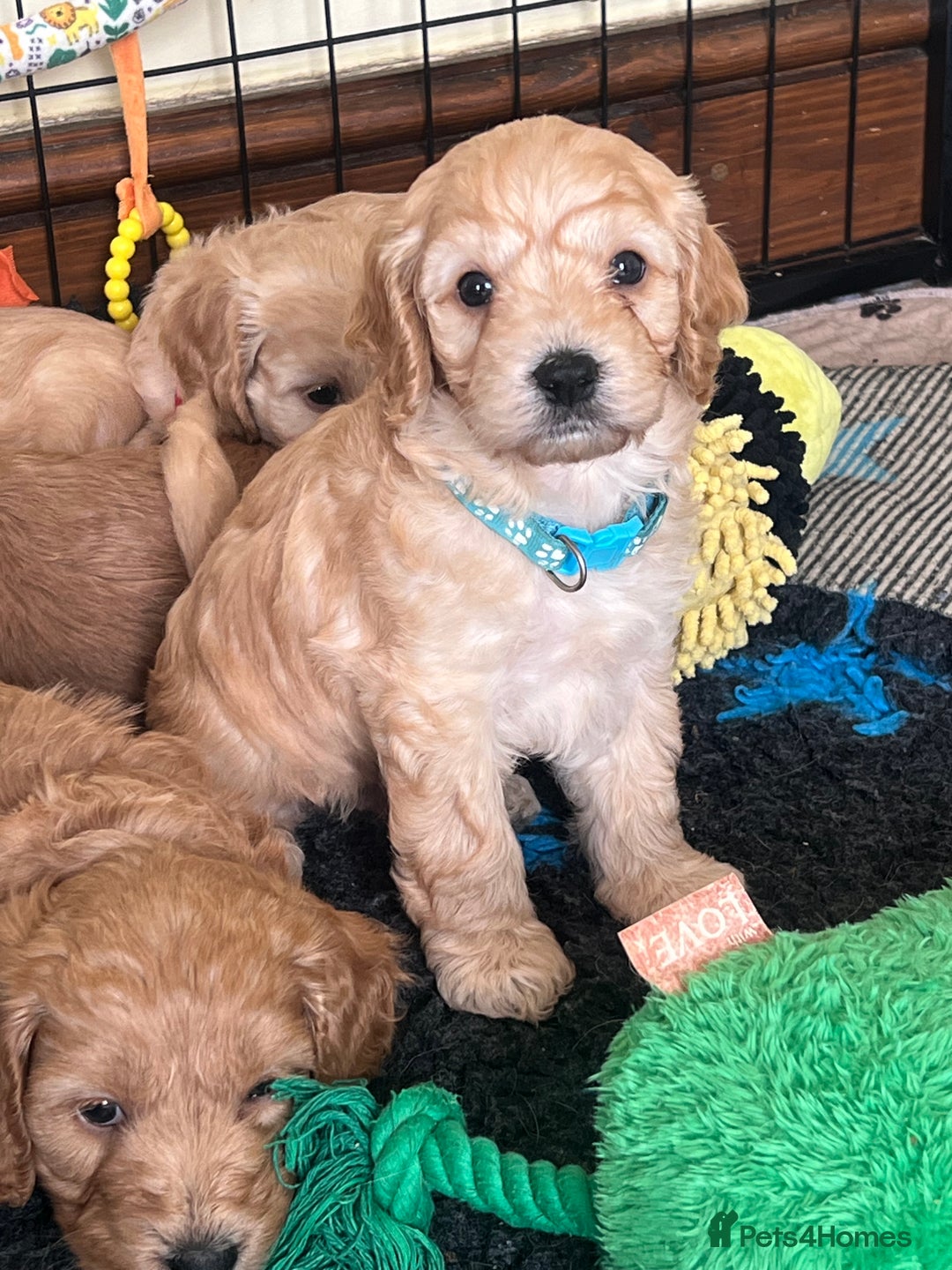 Cockapoo dogs for sale: 🐾 WAITING LISTS OPEN FOR F1 COCKAPOOS 🐾 - Image 15