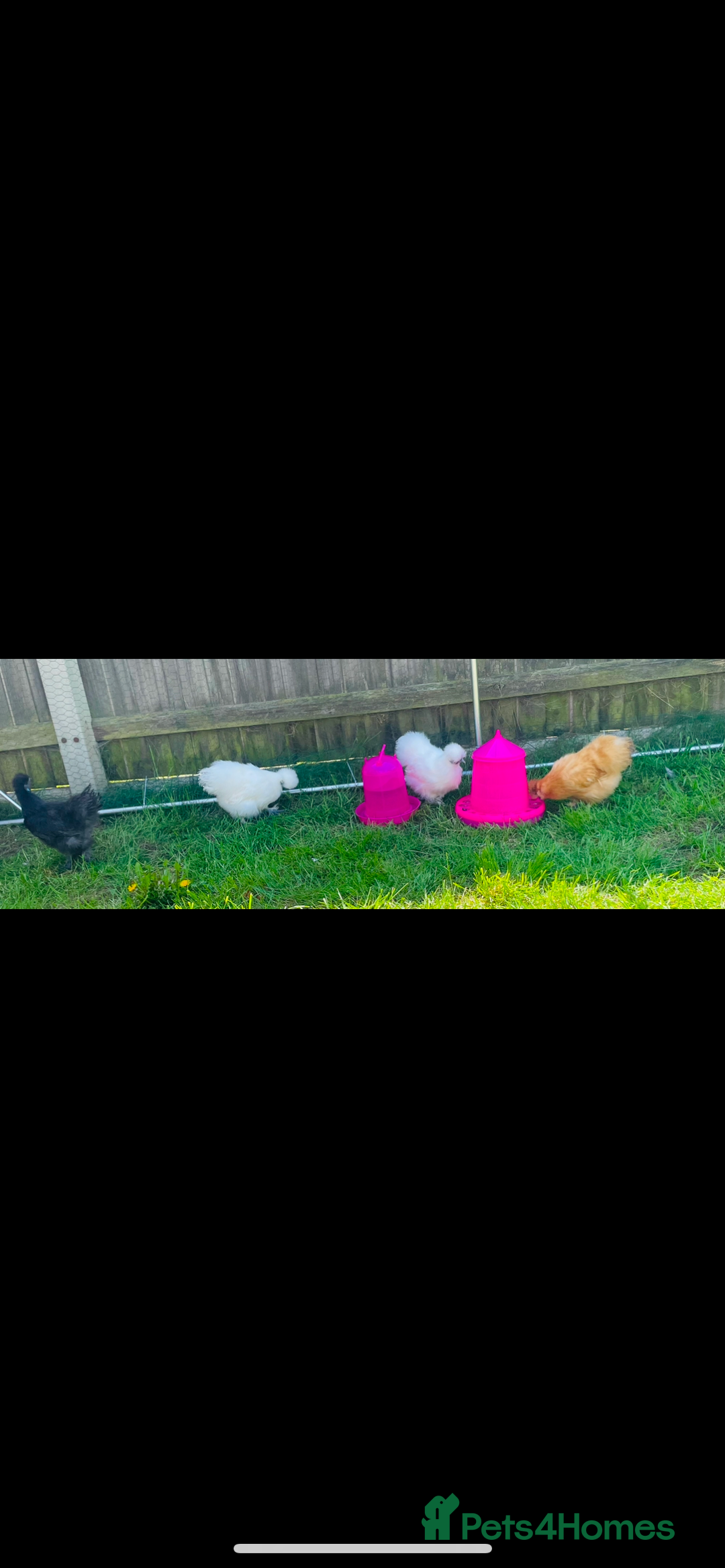 Chickens poultry for sale: Silkie chickens  - Image 2