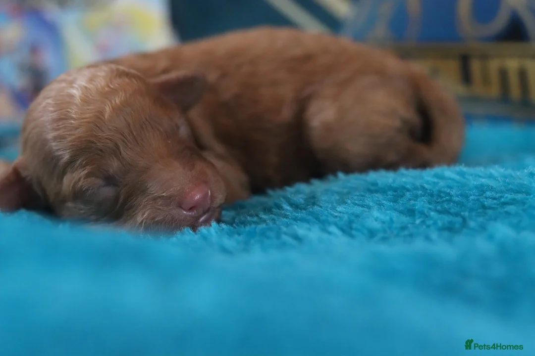 Maltipoo dogs for sale: 4 Maltipoo Puppies - 2 Apricot Girls & 2 Red Boys - Advert 27