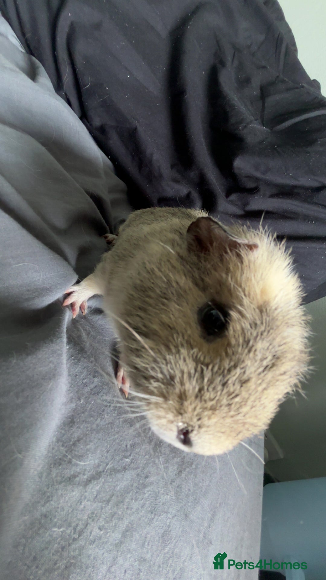 Guinea Pig rodents for sale: Male guineapig for sale £25 - Image 4