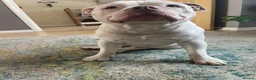 American Bully dogs for sale: Beautiful Pocket Bully  in Lincoln - Advert 6