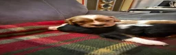 Cavalier King Charles Spaniel dogs for sale: King Charles puppies  - Advert 13