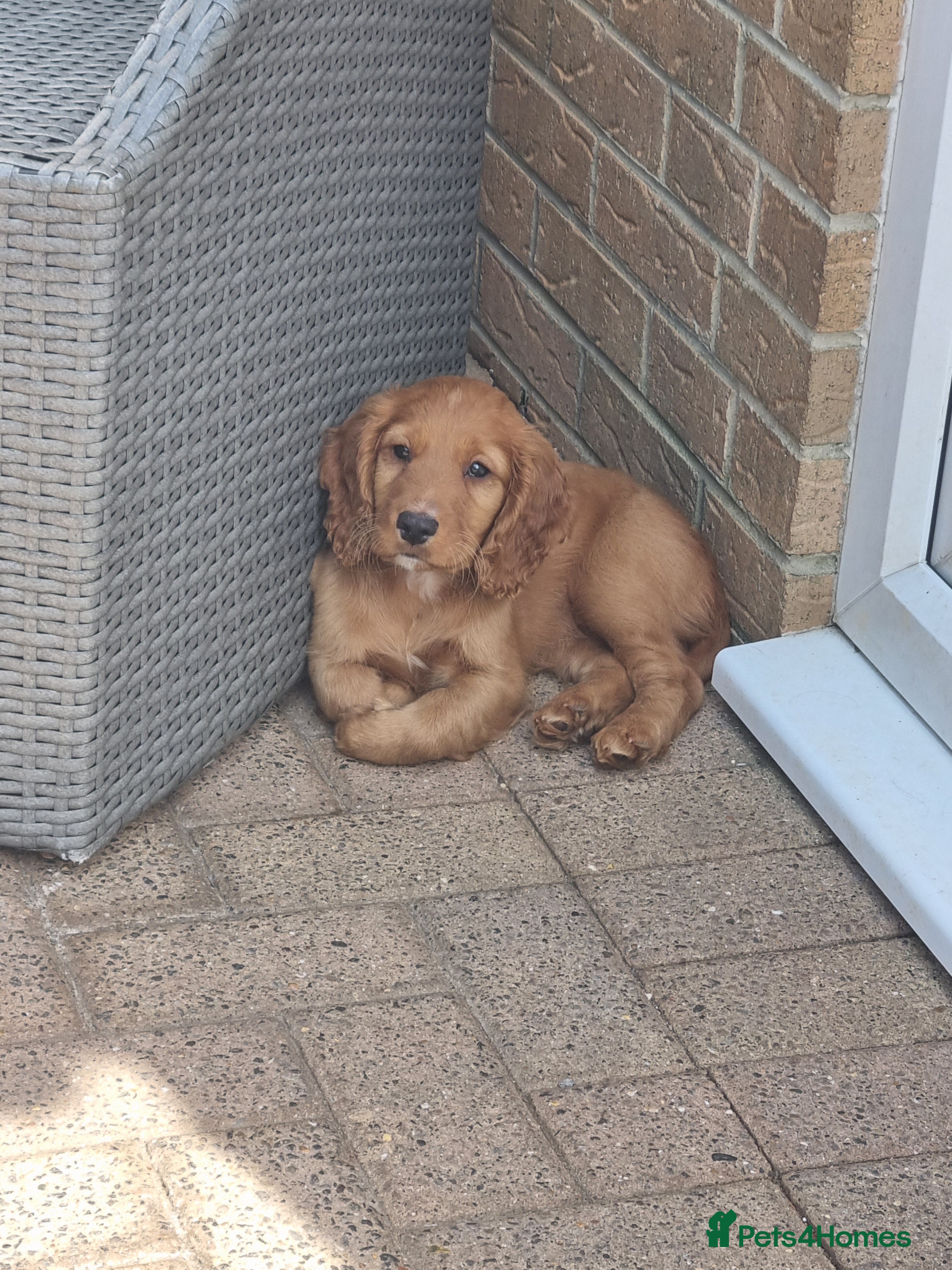 Cocker Spaniel dogs KC REGISTERED, DNA HEALTH TESTED - Advert 18