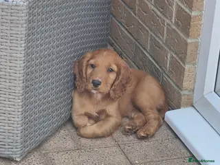 Cocker Spaniel dogs KC REGISTERED, DNA HEALTH TESTED - Advert 18