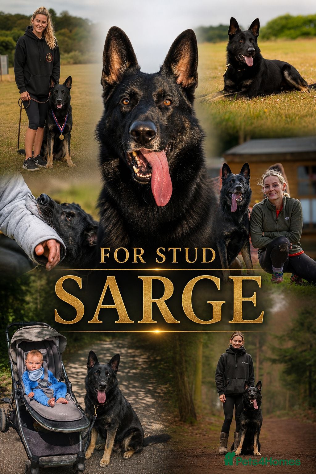 German Shepherd dogs WORKING LINE KC Reg GERMAN SHEPHERD Stud - Advert 1