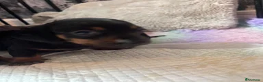 Dachshund Puppy 3