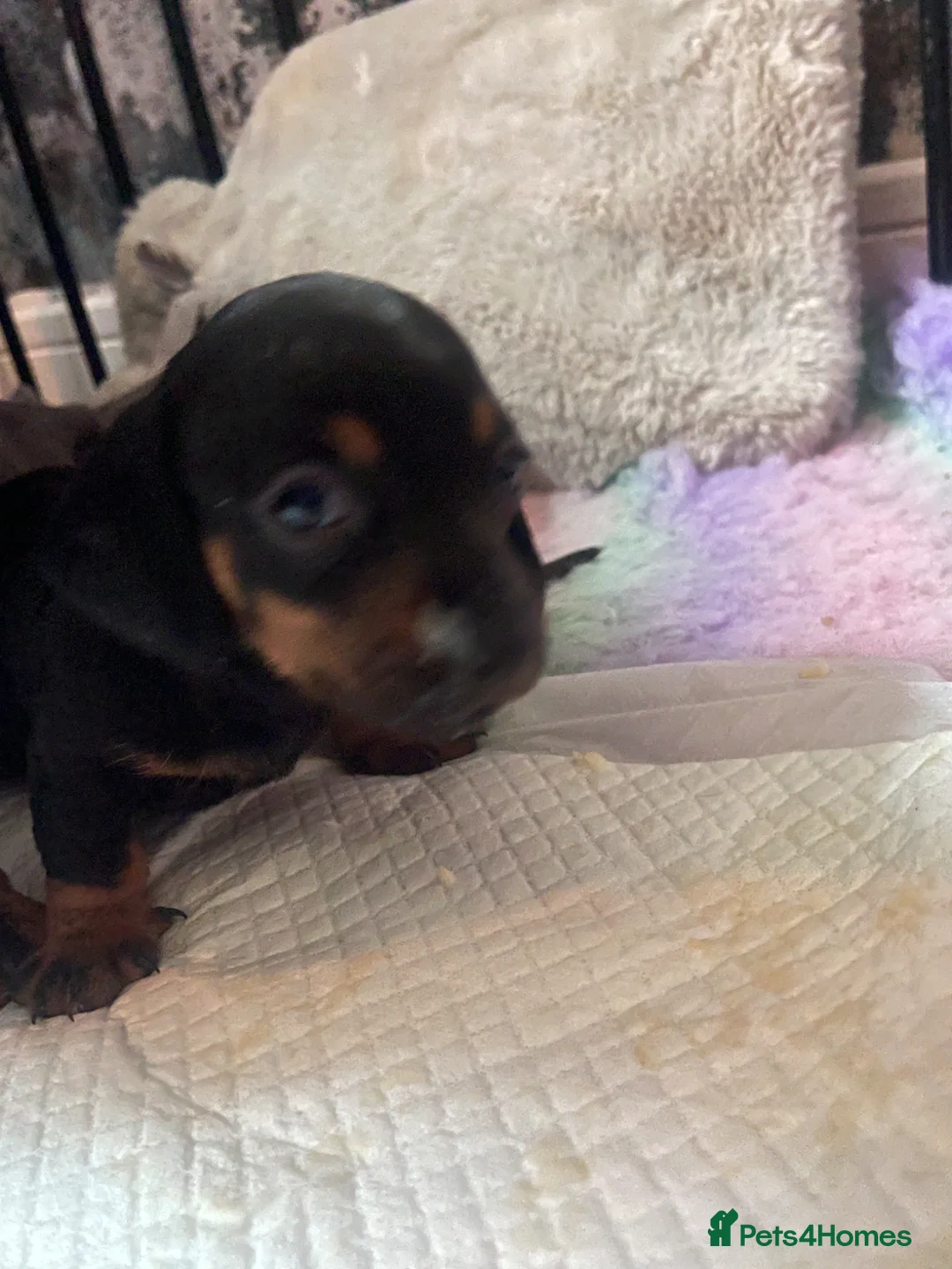 Dachshund dogs for sale: 1 girl wanting to find her forever sofa - Advert 25