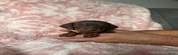 Miniature Dachshund dogs for sale: Beautiful kc registered miniature dachshund pups - Advert 6