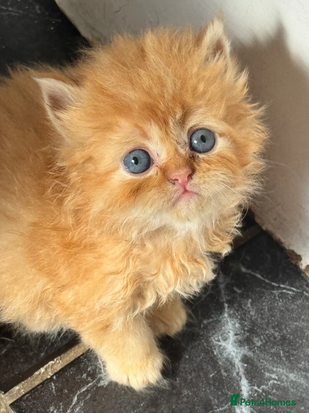 Persian cats for sale: Persian chinchilla  in London - Advert 1