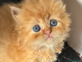 Persian cats Persian chinchilla - Advert 1