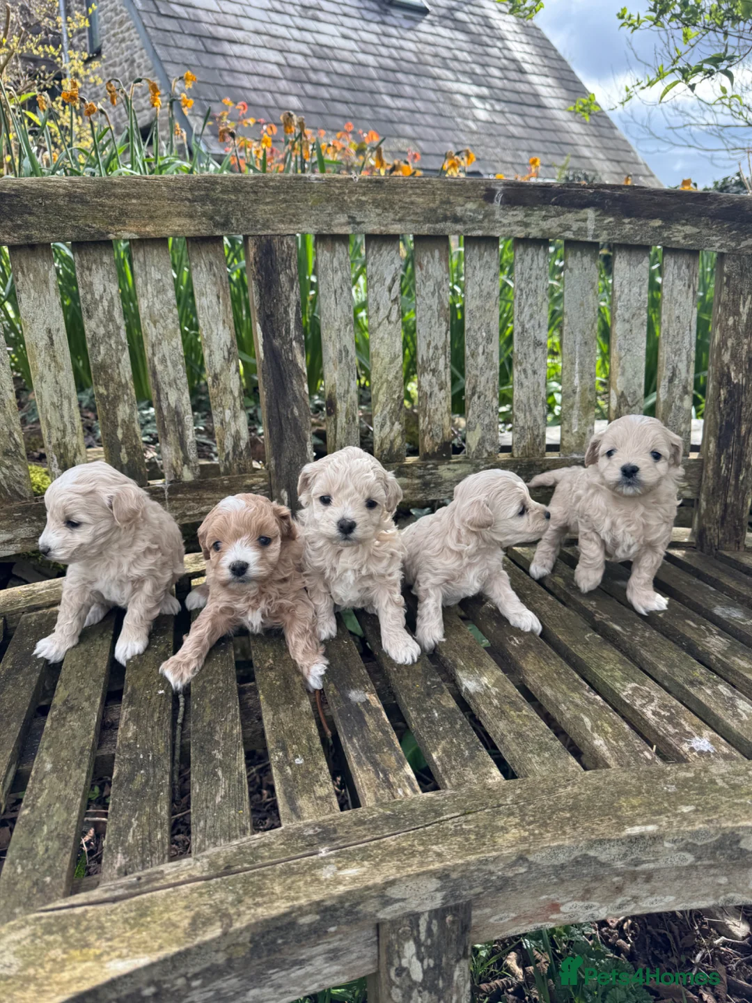 Maltipoo dogs for sale: Tiny toy F1b maltipoo puppies  - Advert 2