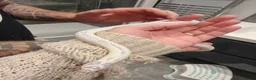 King Snake reptiles for sale: Female High White Albino California Kingsnake - Advert 2
