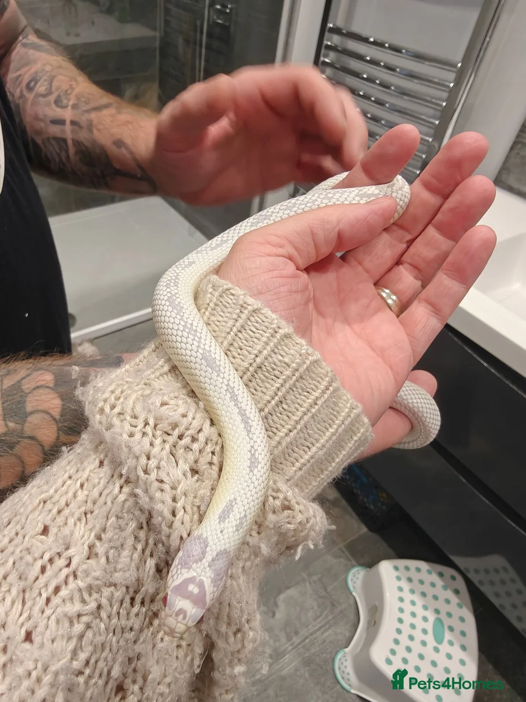 King Snake reptiles for sale: Female High White Albino California Kingsnake - Advert 2