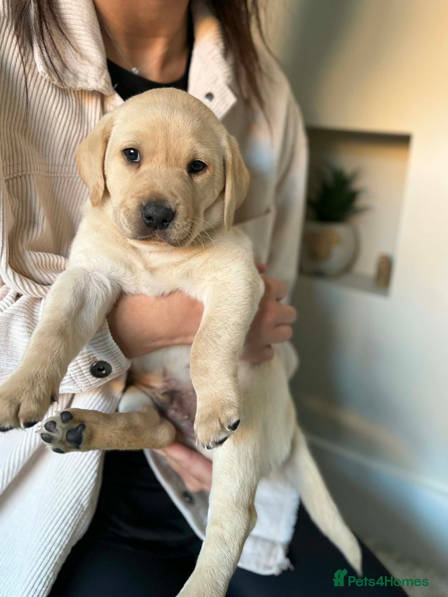 Labrador Retriever dogs 🐾LAST 2 KC Registered Labrador Puppies 🐾 - Advert 1