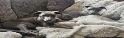 Whippet dogs for sale: KC registered Laguna lines Whippet Puppies  - Advert 4