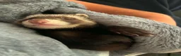 Ferret rodents for sale: Male ferret pair  - Advert 1