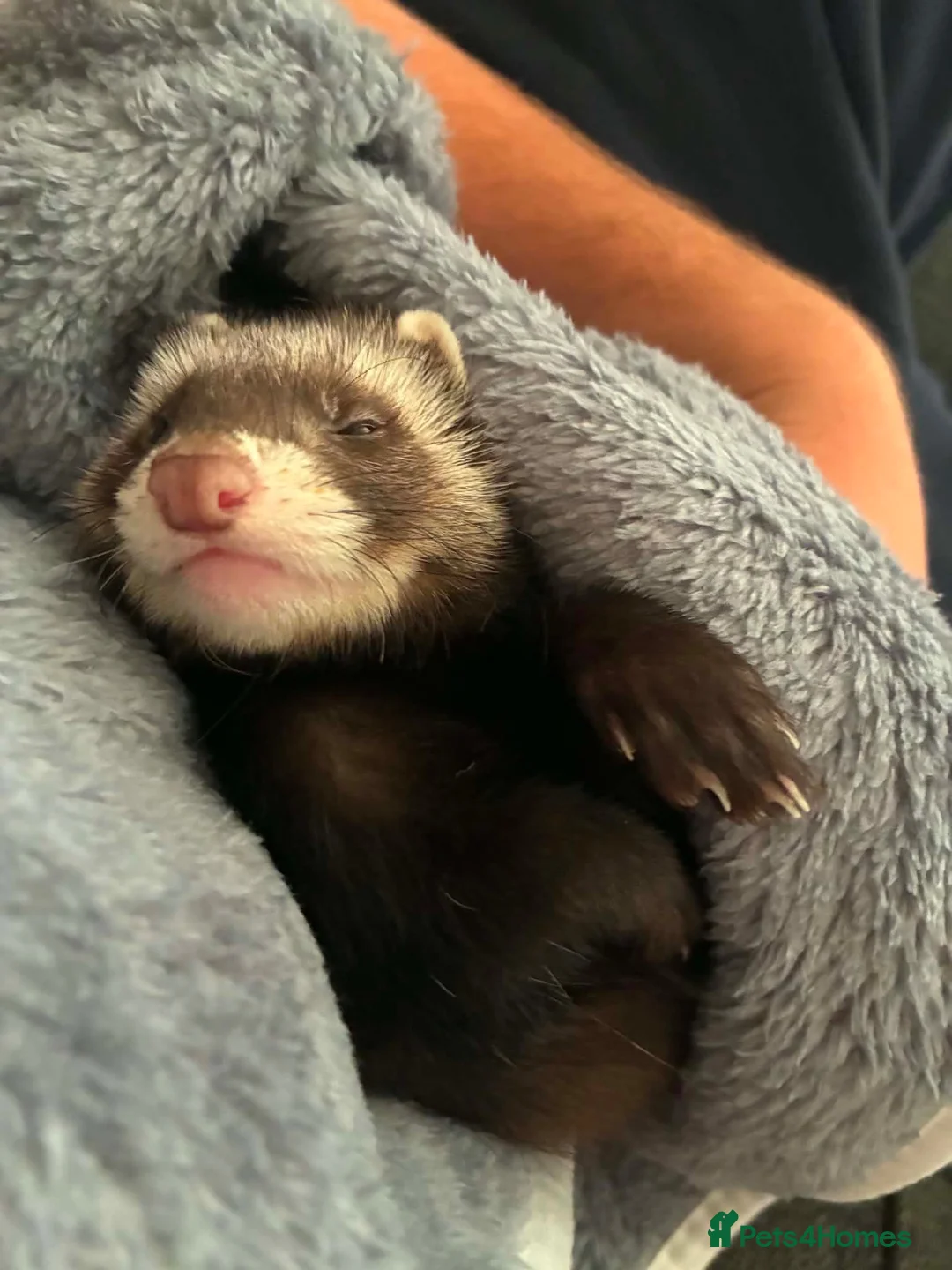 Ferret rodents for sale: Male ferret pair  - Advert 1