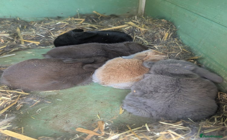 Mini Lop rabbits - Advert 8