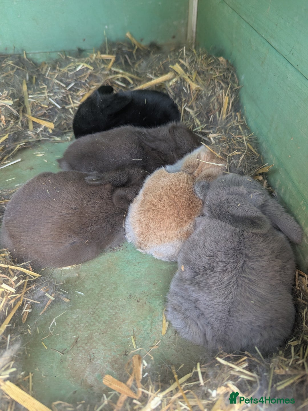 Mini Lop rabbits for sale: Beautiful mini lops, some have additional needs  - Image 1