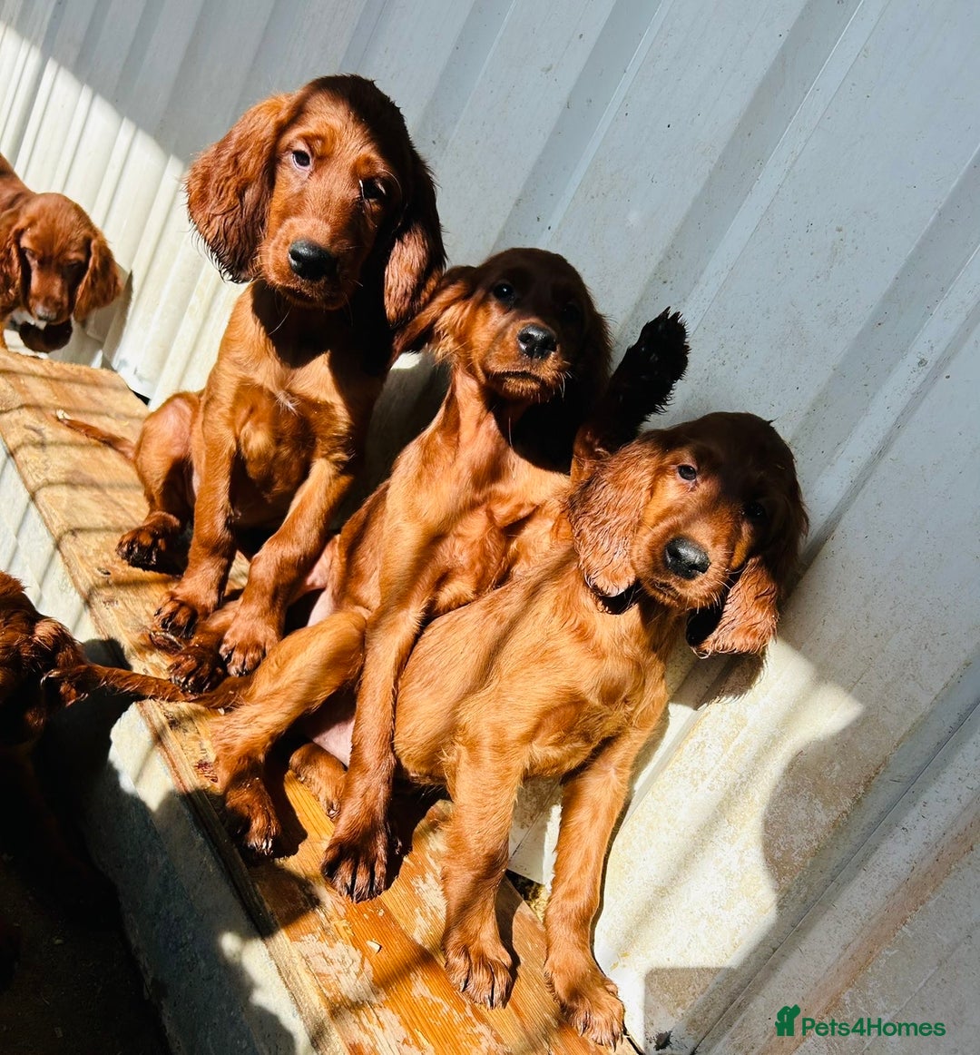 Irish Setter dogs for sale: Outstanding red Irish setters puppies - Image 20