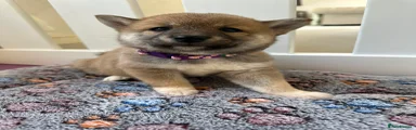 Japanese Shiba Inu 4