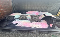 Staffordshire Bull Terrier dogs for sale: Quality Black to blue Staffordshire bull terrier - Image 5