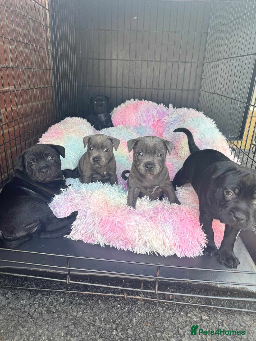 Staffordshire Bull Terrier dogs for sale: Quality Black to blue Staffordshire bull terrier - Image 5