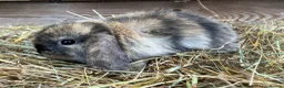Mini Lop rabbits for sale: Gorgeous Mini lops  - Advert 6