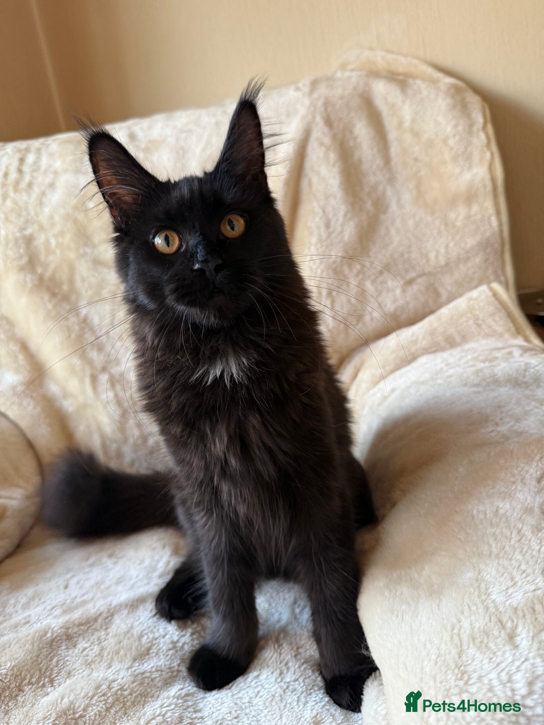 Maine Coon cats for sale: Pedigree GCCF Russian Import line Maine Coons - Advert 1