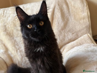 Maine Coon cats Pedigree GCCF Russian Import line Maine Coons - Advert 8