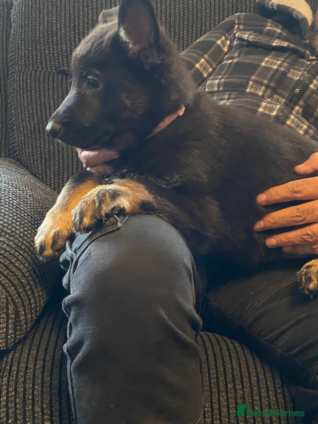 German Shepherd dogs for sale: Gorgeous German Shepherd puppies - Image 10