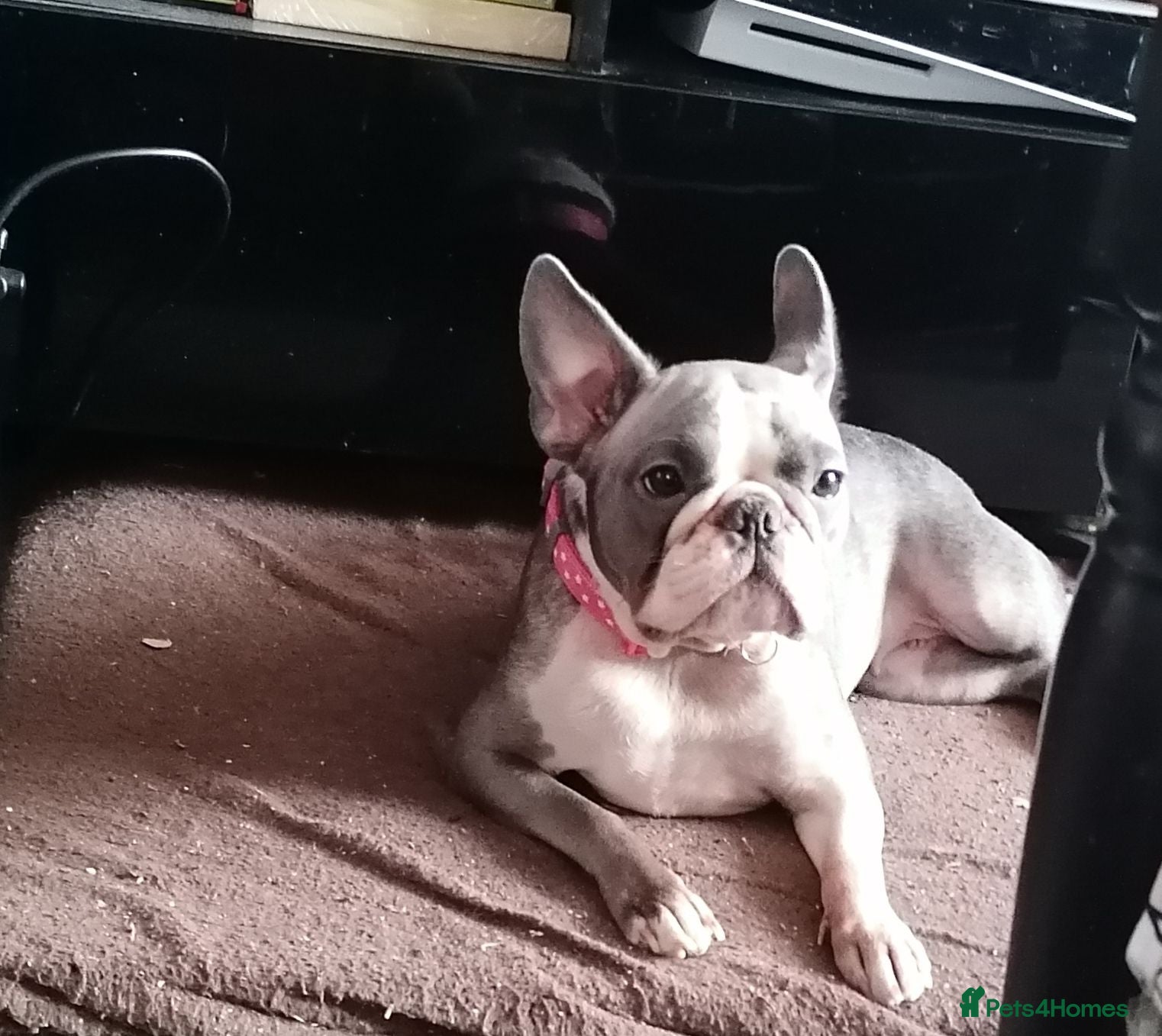 French Bulldog dogs 3yr old Frenchie Girl - Advert 6