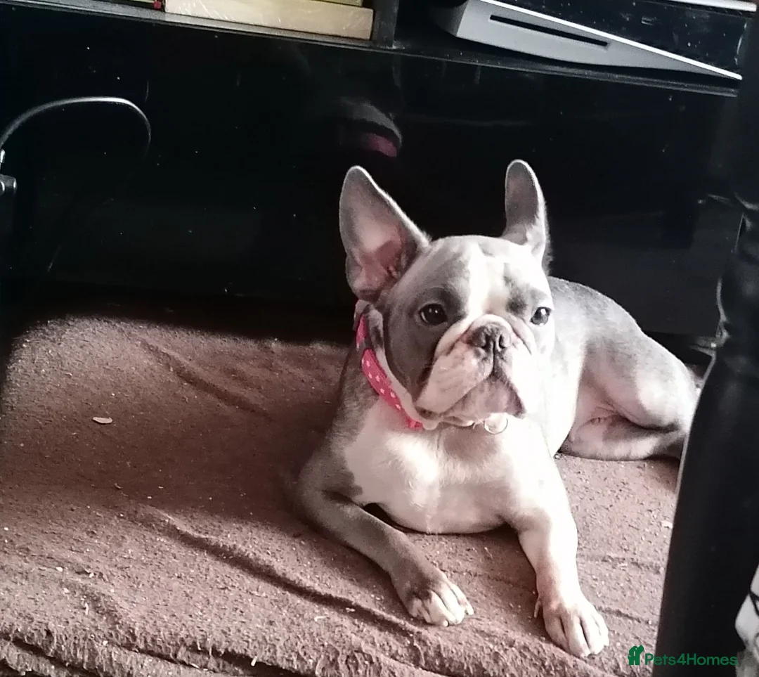 French Bulldog dogs for sale: 3yr old Frenchie Girl - Advert 1