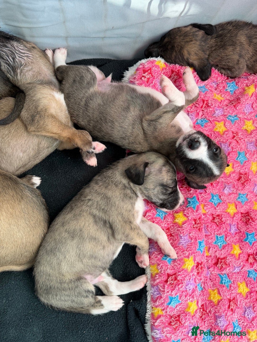 Mixed Breed dogs for sale: Bedlington x Whippet - Advert 3