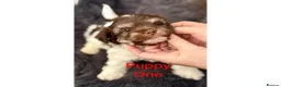 Mixed Breed dogs for sale: Lhasa Apso x Chihuahua x babies - Advert 20