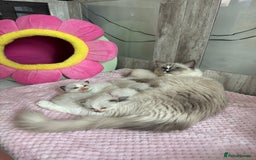Ragdoll cats for sale: Beautiful Ragdoll Kittens  - Image 14