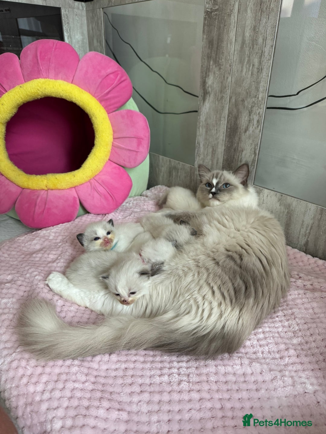 Ragdoll cats for sale: Beautiful Ragdoll Kittens  - Image 14