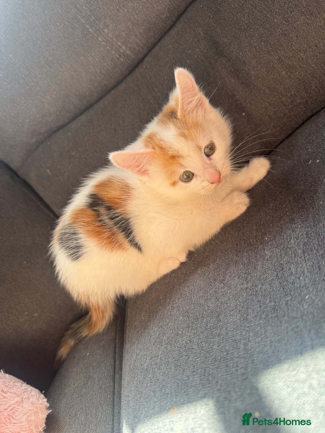 Mixed Breed cats for sale: 3 beautiful kittens  in Pudsey - Advert 3