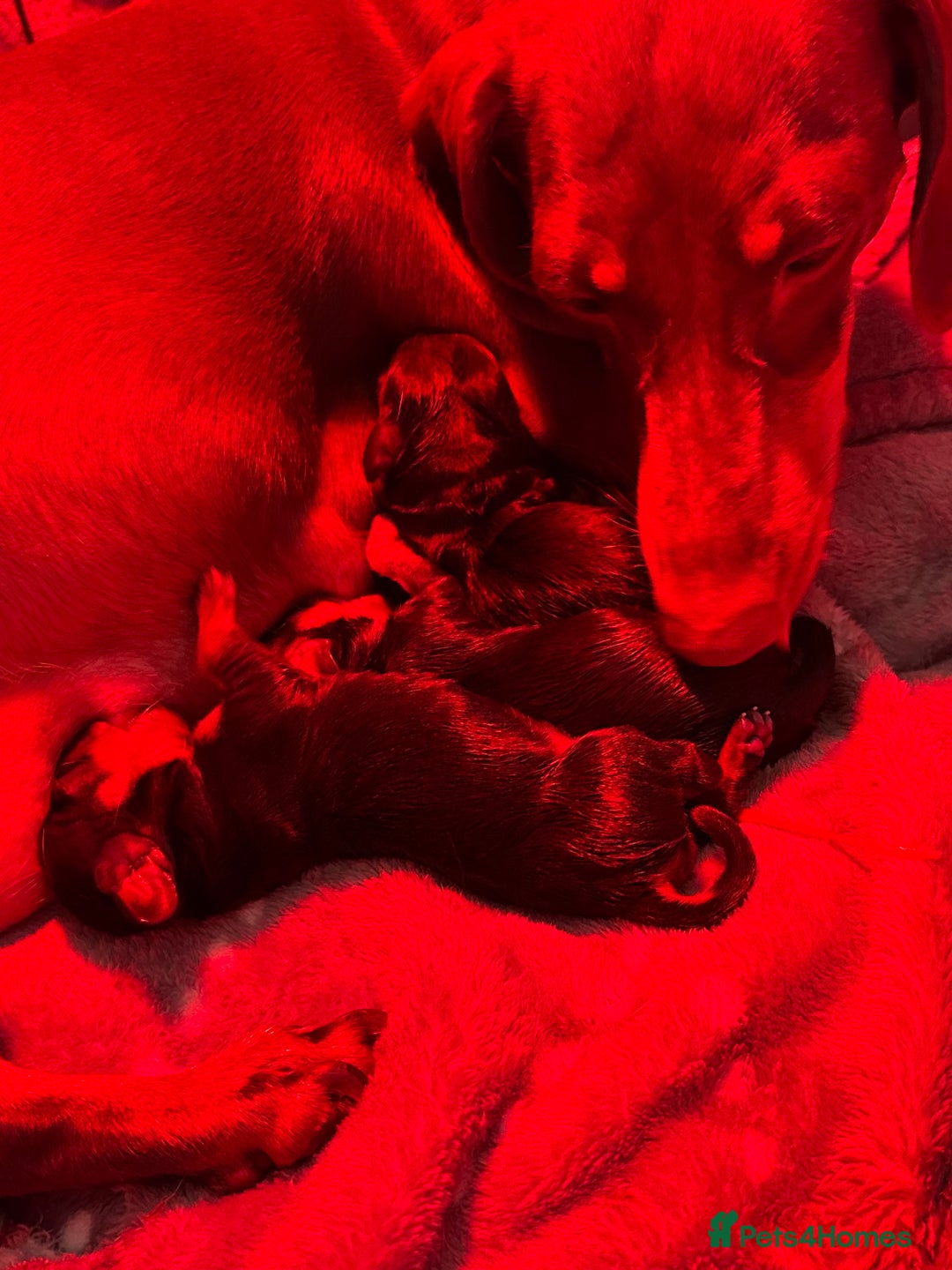 Miniature Dachshund dogs for sale: STUNNING MINI BOY - Advert 3